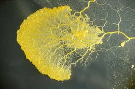 Attēlu rezultāti vaicājumam “Physarum luteolum spores”
