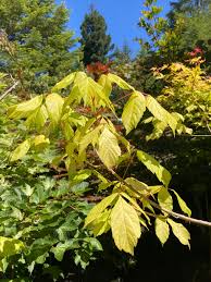 Attēlu rezultāti vaicājumam “Acer negundo”