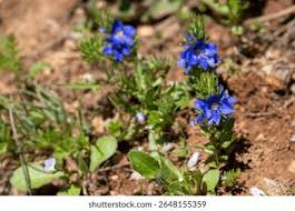 Image result for Veronica chamaedrys