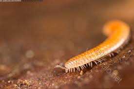 Attēlu rezultāti vaicājumam “Polyzonium germanicum”