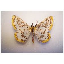 Attēlu rezultāti vaicājumam “Geometridae”