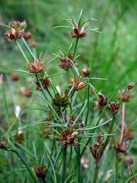 Attēlu rezultāti vaicājumam “Juncus bulbosus fruit”