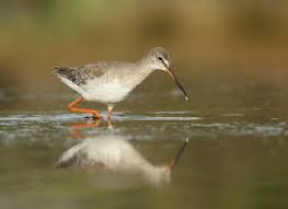 Image result for Tringa erythropus