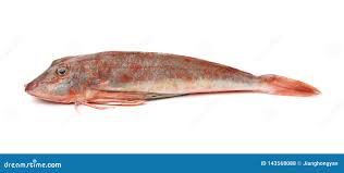 Image result for Chelidonichthys cuculus