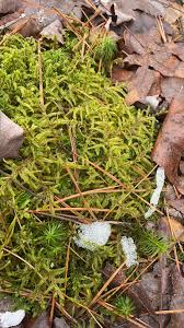 Attēlu rezultāti vaicājumam “Polytrichastrum pallidisetum”