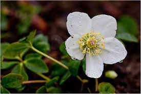 Attēlu rezultāti vaicājumam “Helleborus niger”