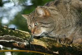 Attēlu rezultāti vaicājumam “Felis silvestris catus juvenile”