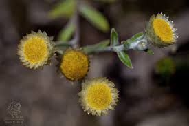 Image result for Helichrysum foetidum