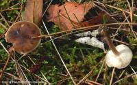 Image result for Melanoleuca rasilis var. pseudoluscina