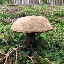 Attēlu rezultāti vaicājumam “Porphyrellus porphyrosporus”