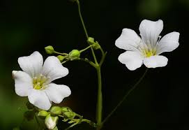 Image result for Gypsophila elegans