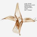 Attēlu rezultāti vaicājumam “Phyllonorycter nicellii”