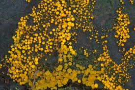 Attēlu rezultāti vaicājumam “Bisporella citrina”