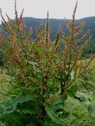 Attēlu rezultāti vaicājumam “Rumex hydrolapathum”