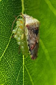 Attēlu rezultāti vaicājumam “Elasmucha grisea”