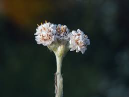 Attēlu rezultāti vaicājumam “Antennaria dioica male flower”