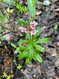 Attēlu rezultāti vaicājumam “Chimaphila umbellata”
