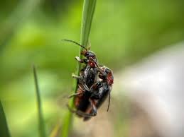Attēlu rezultāti vaicājumam “Cantharis rustica”