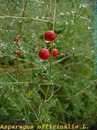 Attēlu rezultāti vaicājumam “Asparagus officinalis fruit”