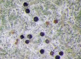 Attēlu rezultāti vaicājumam “Erysiphe galeopsidis”