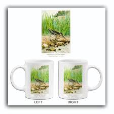 Image result for Gallinago media