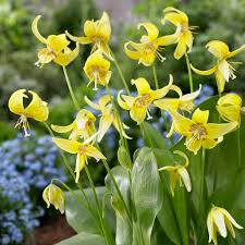 Attēlu rezultāti vaicājumam “Erythronium sibiricum flower”
