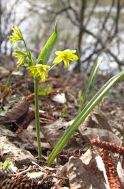 Attēlu rezultāti vaicājumam “Gagea lutea leaf”