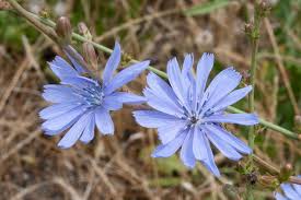 Attēlu rezultāti vaicājumam “Cichorium intybus flower”