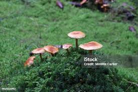 Attēlu rezultāti vaicājumam “Lycogala cf. oleocrystalliferum macro”