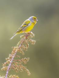 Image result for Carduelis citrinella