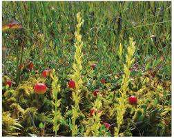 Attēlu rezultāti vaicājumam “Hammarbya paludosa fruit”