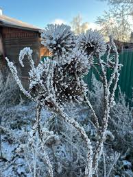 Attēlu rezultāti vaicājumam “Heracleum sosnowskyi”