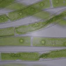 Attēlu rezultāti vaicājumam “Badhamia affinis var. microspora”