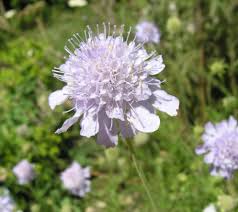 Image result for Scabiosa canescens