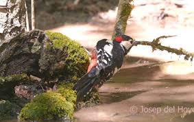 Attēlu rezultāti vaicājumam “Dendrocopos minor male”