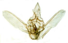 Attēlu rezultāti vaicājumam “Nyctegretis lineana”