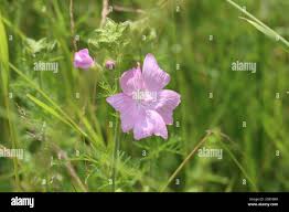 Attēlu rezultāti vaicājumam “Malva moschata alba fruit”