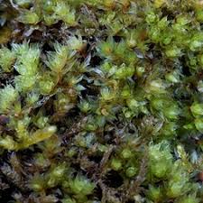 Attēlu rezultāti vaicājumam “Bryales”