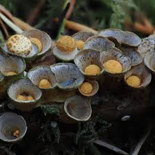 Attēlu rezultāti vaicājumam “Crucibulum laeve”