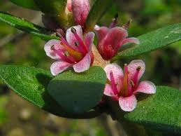 Attēlu rezultāti vaicājumam “Glaux maritima flower”