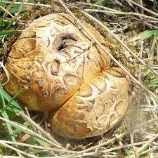 Attēlu rezultāti vaicājumam “Colloderma sp.”