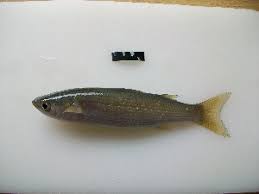 Image result for Chelon richardsonii