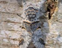 Attēlu rezultāti vaicājumam “Furcula bifida”