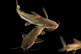 Image result for Ariopsis felis