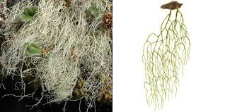 Attēlu rezultāti vaicājumam “Ramalina thrausta”