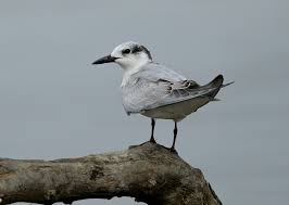 Attēlu rezultāti vaicājumam “Chlidonias hybrida”