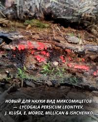 Attēlu rezultāti vaicājumam “Lycogala persicum”