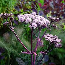 Image result for Angelica silvestris