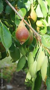 Attēlu rezultāti vaicājumam “Pyrus communis leaf”