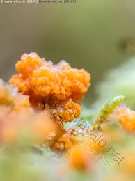 Attēlu rezultāti vaicājumam “Lignydium muscorum macro”